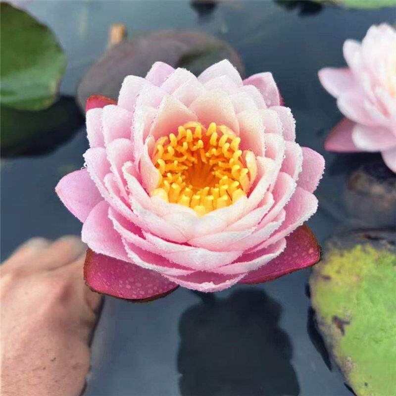 【皮利亚】耐寒中大型睡莲粉色多瓣大花水生植物室外庭院盆栽花卉