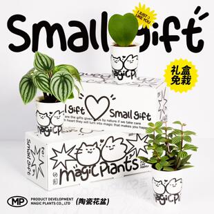 神奇植物轮叶豆瓣绿椒草西瓜皮北欧室内桌面绿植陶瓷盆栽毕业礼物