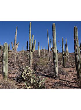 北美真仙人柱盆仿样办间店铺铺装掌饰60828仙人球栽虎皮兰假绿植