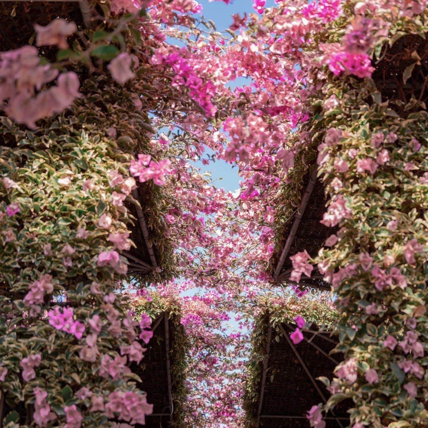 一物一拍三角梅盆栽运输途中掉花掉叶属于正常现象,鲜花速递/花卉仿真/绿植园艺,绣球/木绣球/木本植物,淘宝优惠券,粉丝福利购,淘宝优惠卷