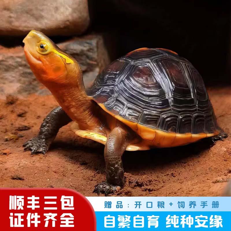黄缘龟幼龟安缘龟苗乌龟活物小青黄喉龟苗闭壳龟陆地箱金钱龟宠物