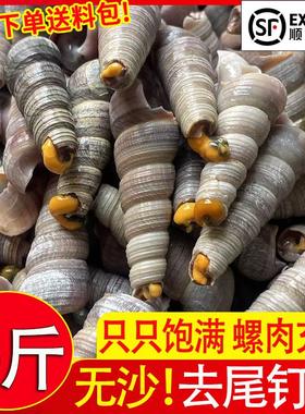 新鲜钉螺鲜活去尾大号螺新鲜海螺捞汁钉螺小海鲜麻辣贝类包邮商用