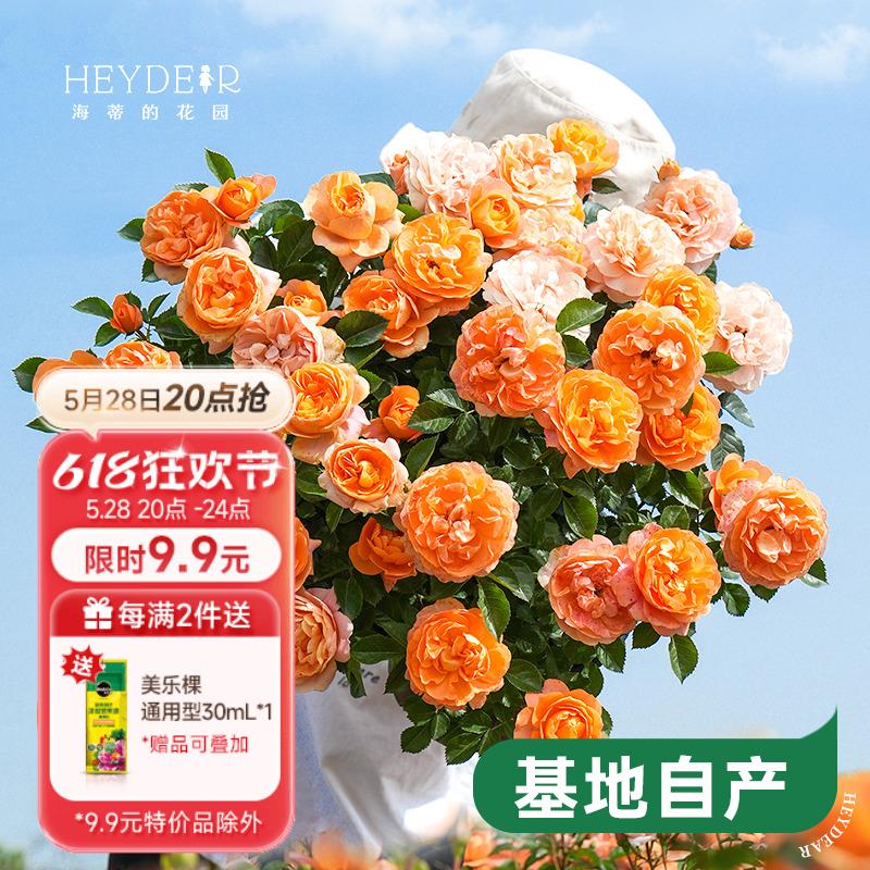 海蒂的花园月季花苗盆栽小苗爬藤玫瑰果汁阳台四季开花地栽花苗