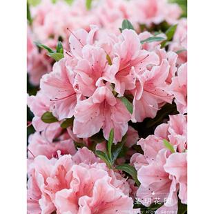多年生灌木花卉进口安酷杜鹃纺绸陶如菊皋月杜鹃碧空云隙阳光杜鹃