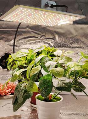 植物物照面明灯工厂CYI量子板板植物灯全光谱led植生长灯
