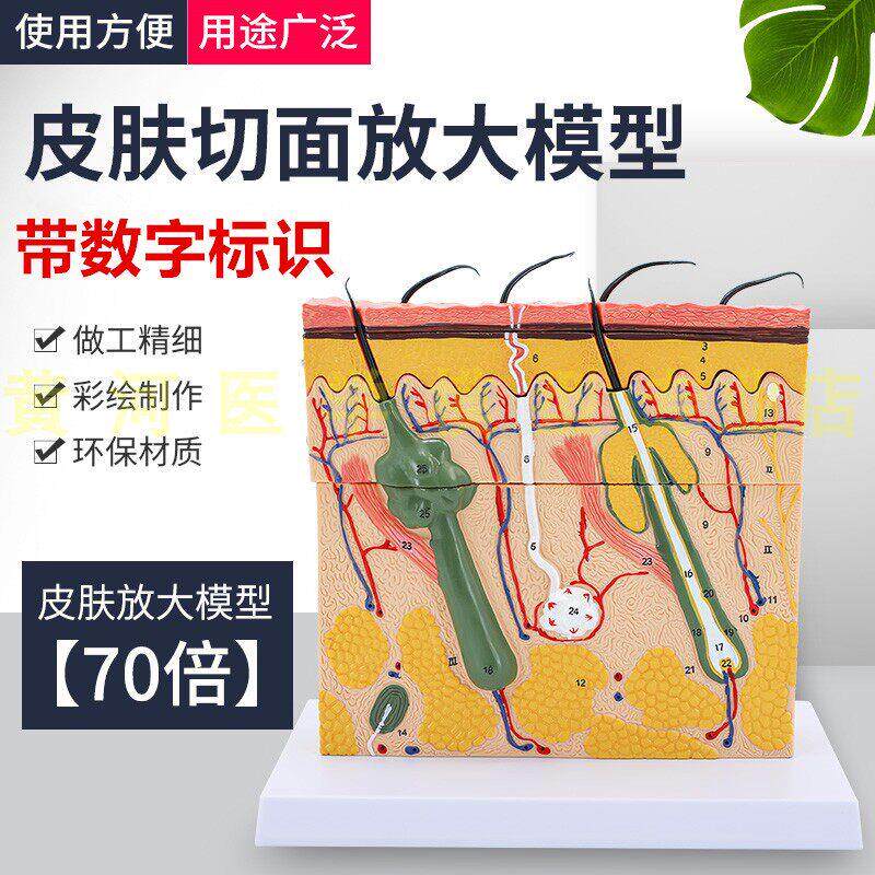 立体皮肤组织结构放大模型层次人体构造分层解剖模具美容整形毛发