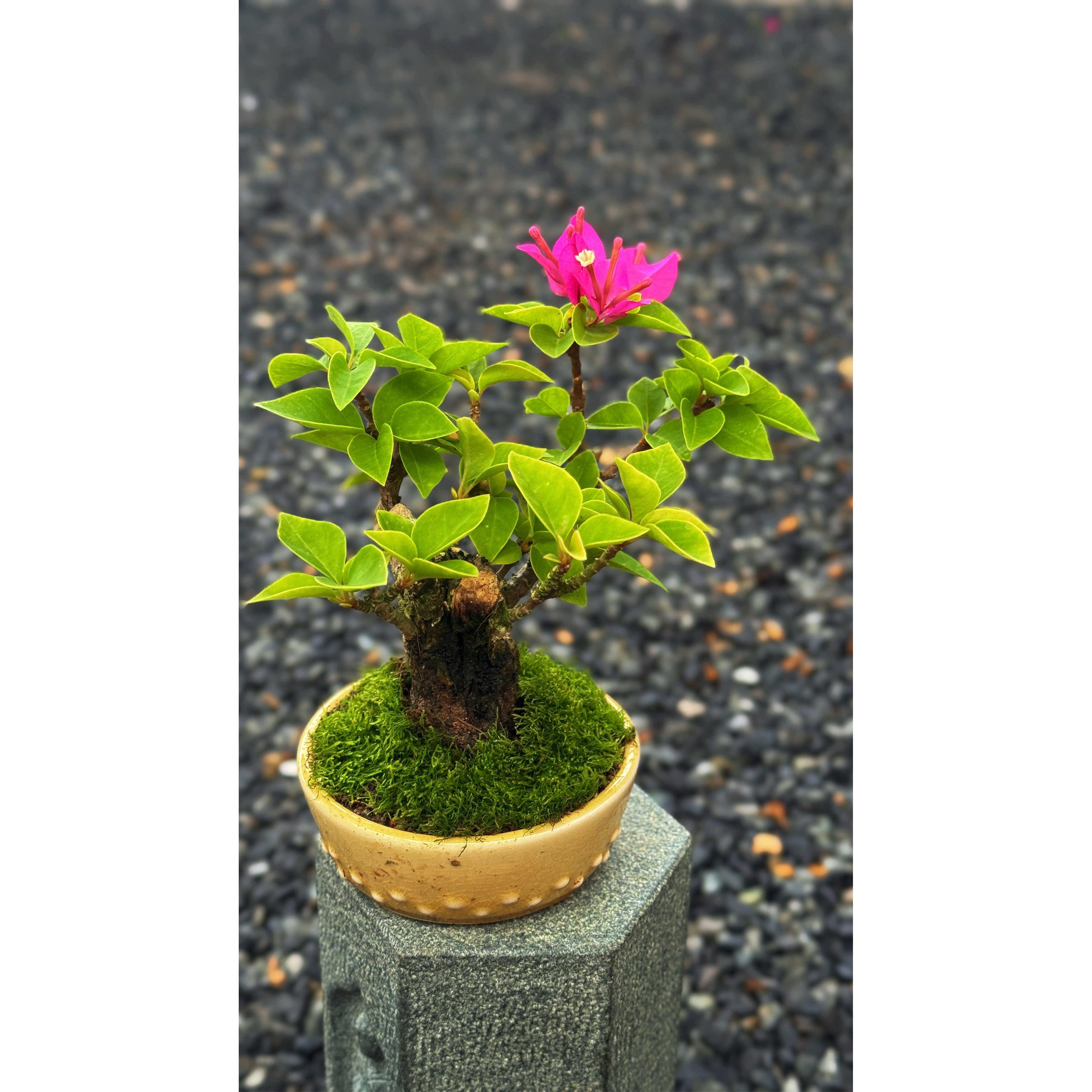 精品塔紫小桃红小老桩三角梅盆景小茶宠摆件