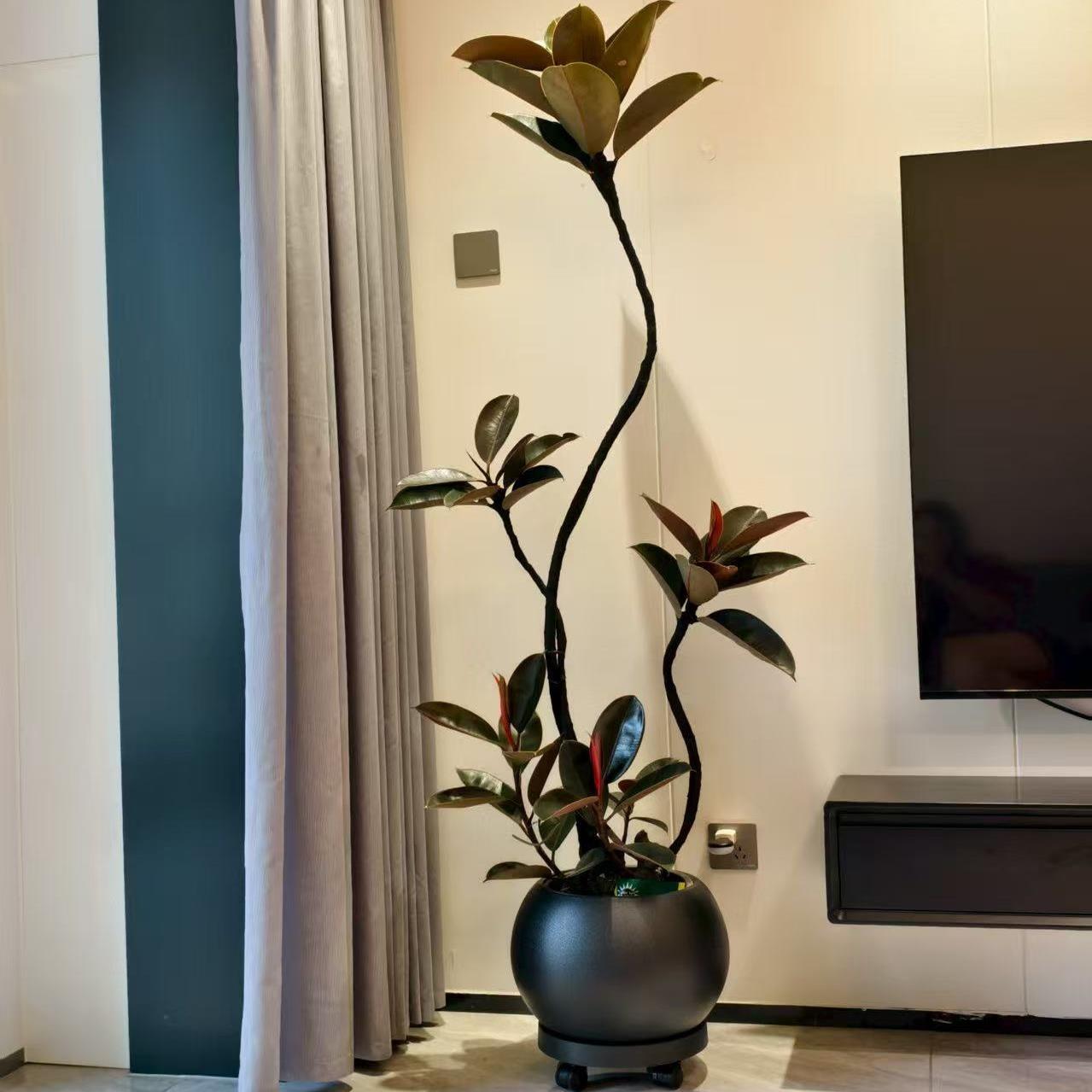 黑金刚橡皮树客厅大盆栽造型室内大型绿植好养四季办公室阳台植物