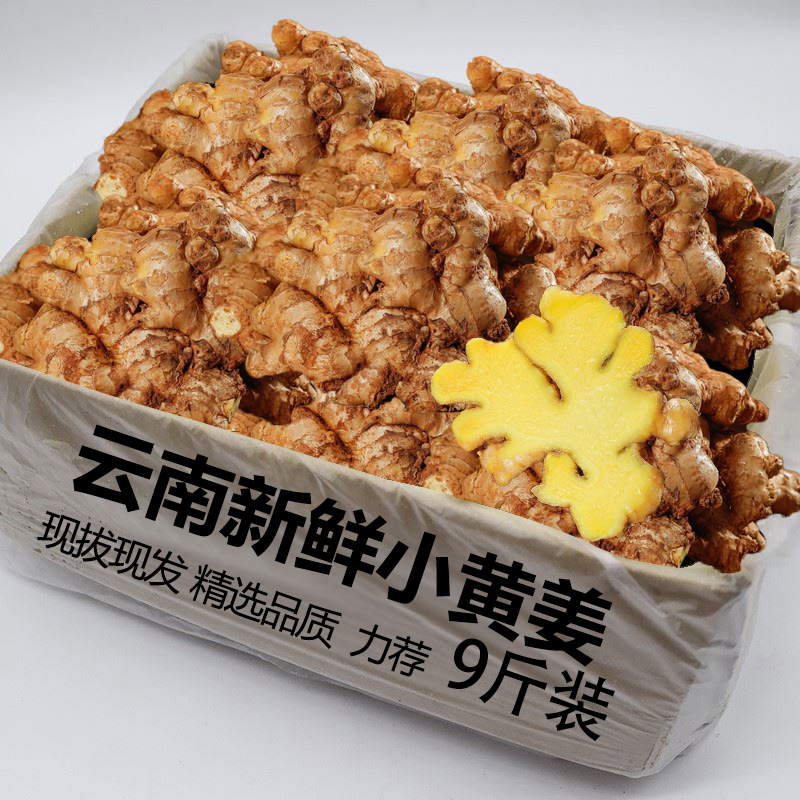 云南新小黄姜老姜生姜新鲜黄姜土姜现挖子姜嫩姜鲜姜嫩姜9斤包邮