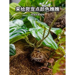 爬行动物人工园林绿化植物雨林水箱装饰蜥蜴变色龙繁殖箱树蛙睫毛