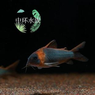 尼青鼠 尼格罗青鼠鱼 尼胖子 委内瑞拉青鼠 南美热带底栖观赏鼠鱼