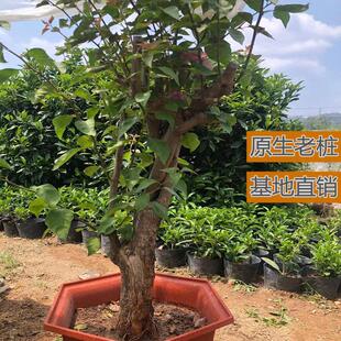 三角梅盆栽独高杆大苗原生老桩爬藤植物花卉勤花提根大型庭院别墅