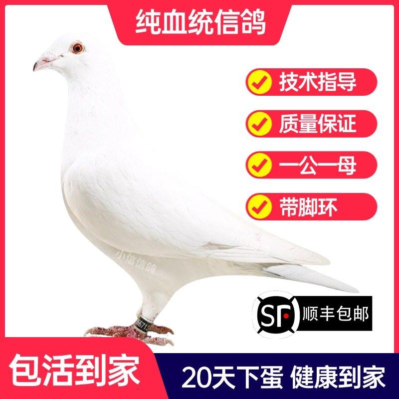 纯白鸽子活一对成绩鸽信鸽赛鸽鸽子原配种鸽小鸽活体幼鸽血统鸽