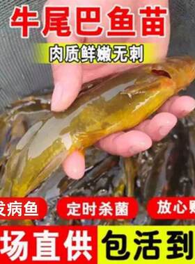 牛尾巴鱼苗淡水养殖好养耐活乌苏拟鲿名贵特种鱼苗食用冷水鱼