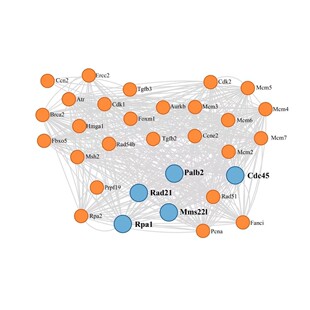 Cytoscape作图，网络图，PPI蛋白互作图，网络药理学