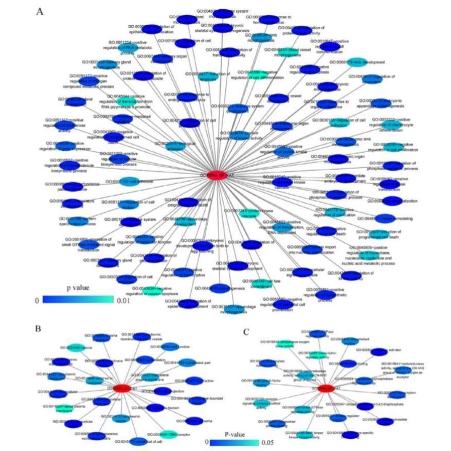 中医网络药理学 中药复方 分子对接代做 TCMSP GO/KEGG cytoscape