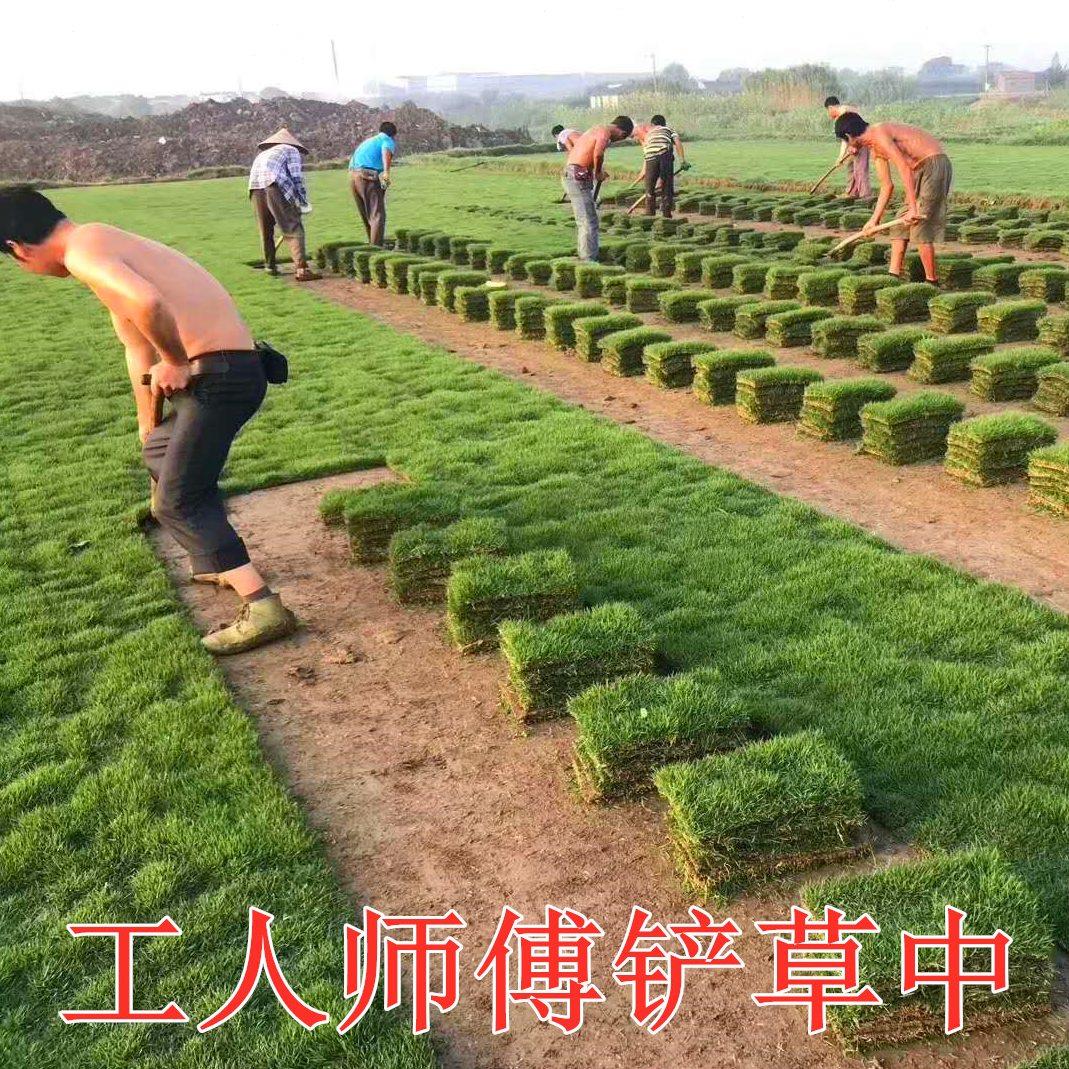 带泥土真草坪马尼拉四季青果岭草草坪地毯草庭院绿化草坪带土草皮
