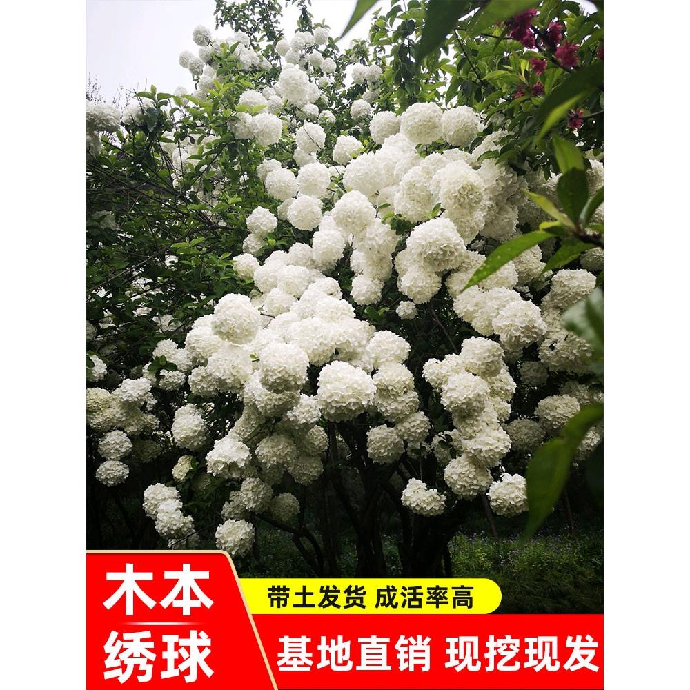 庭院别墅木本绣球花苗中华斗绣球树苗盆栽地栽植物楼顶阳耐寒耐热