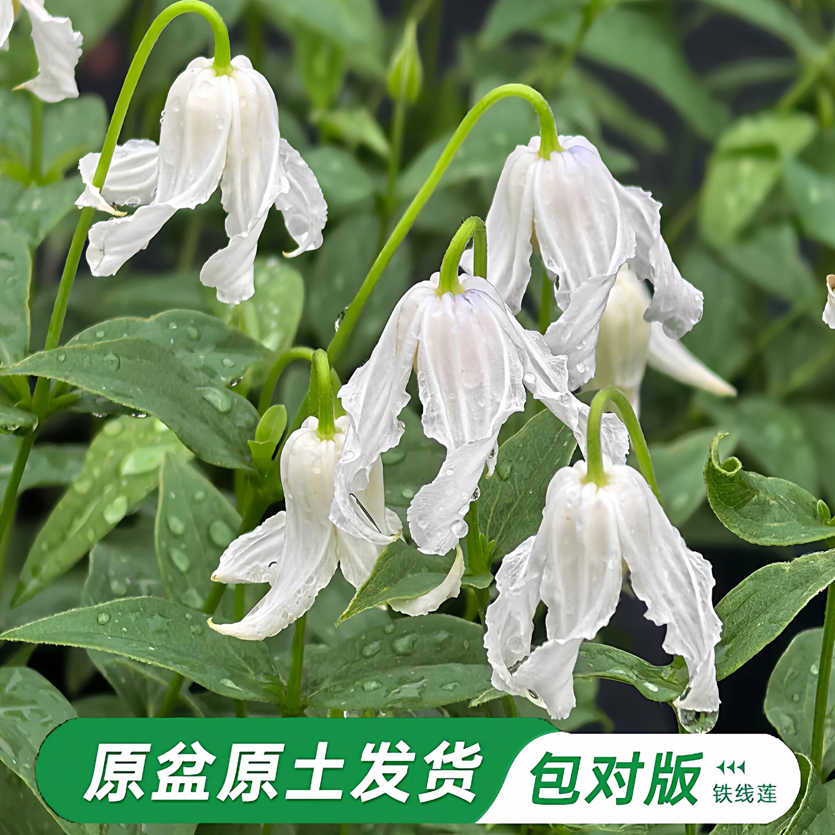 哈库里铁线莲大苗爬藤植物单瓣白色四季无刺攀爬庭院耐寒爬墙铃铛