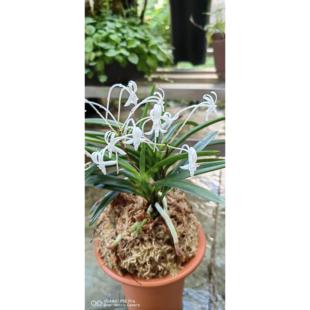 舟山风兰老品种夜来香办公室盆栽花卉绿植浓香型一盆两苗包邮