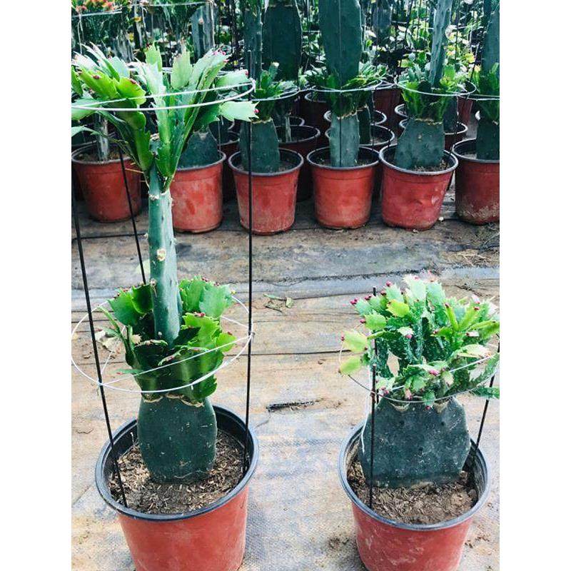 嫁接蟹爪兰仙人掌嫁接双层单层三层带土球多肉植物盆景花卉盆栽花,鲜花速递/花卉仿真/绿植园艺,时令草本花卉,淘宝优惠券,粉丝福利购,淘宝优惠卷