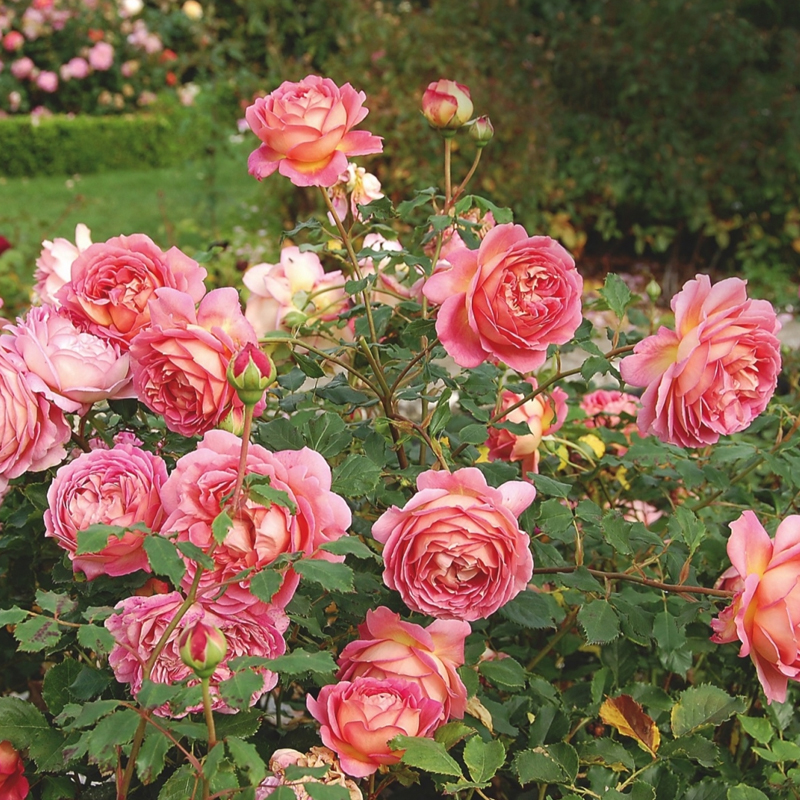 海蒂的花园月季盆栽花苗切花朱丽叶庭院阳台易活好养花卉苗