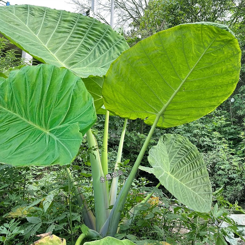 巨型大叶象耳芋大型绿植热带雨林造景大野芋网红绿植室内庭院植物