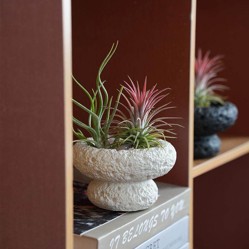 空气凤梨办公室桌面绿植室内小盆栽植物好养四季懒人情绪稳定花卉,鲜花速递/花卉仿真/绿植园艺,红掌/凤梨/温室花卉,淘宝优惠券,粉丝福利购,淘宝优惠卷