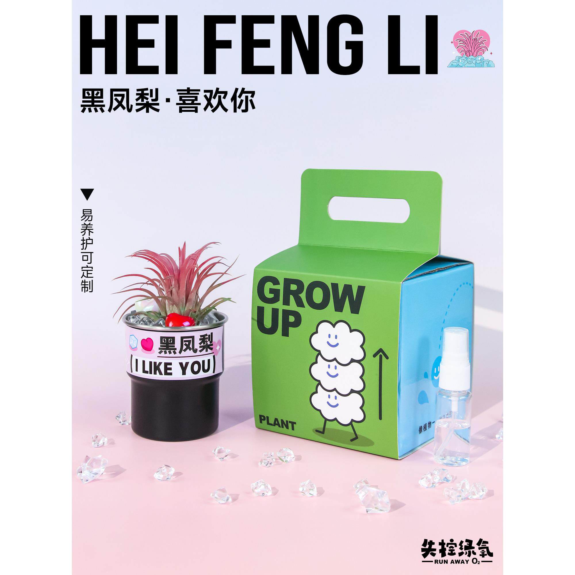 失控绿氧 黑凤梨创意桌面绿植摆件空气凤梨微景观盆栽礼物