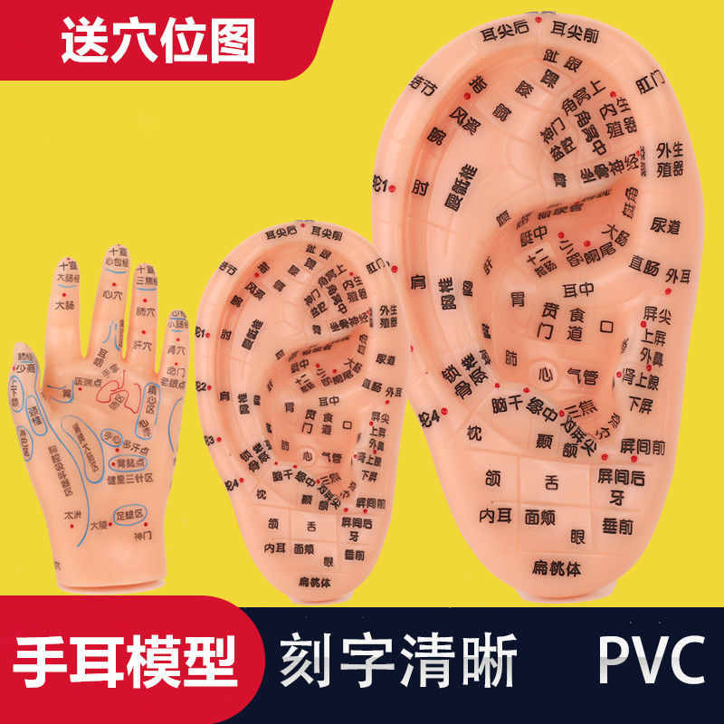 18cm耳模15cm按摩手模型反射区多穴位耳模耳朵模型耳穴模具手部