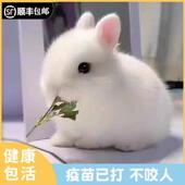 小型侏儒兔子活物长不大迷你兔儿童好养宿舍宠物兔荷兰垂耳兔活体