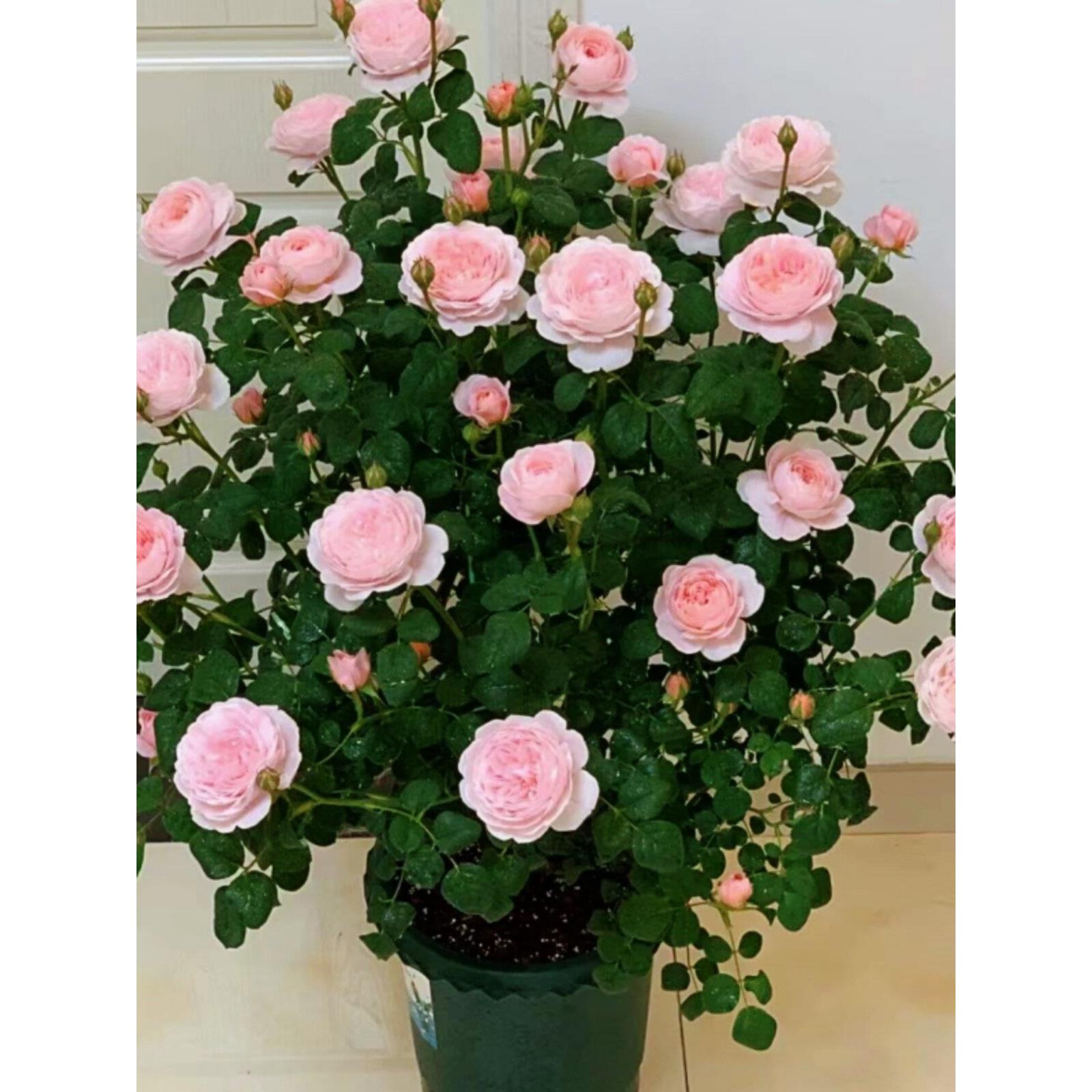 瑞典女王月季花大苗盆栽阳台庭院四季特大花浓香花卉植物玫瑰花苗