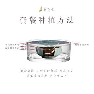 微型碗莲睡莲种植水培钵无孔中式 新款 姜永慧 养护套餐 微莲苑