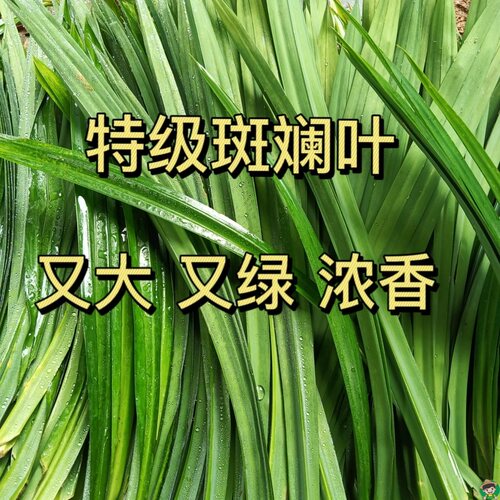可食用新鲜海南斑斓叶香兰叶千层糕饮料打汁现摘斑斓叶商用