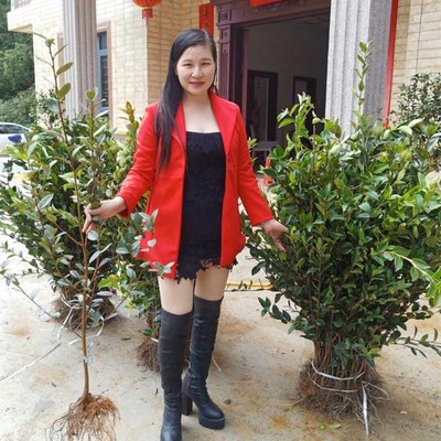 江西长林高产嫁接油茶苗杯苗带土早熟寒露籽白花大红果油茶树妹苗