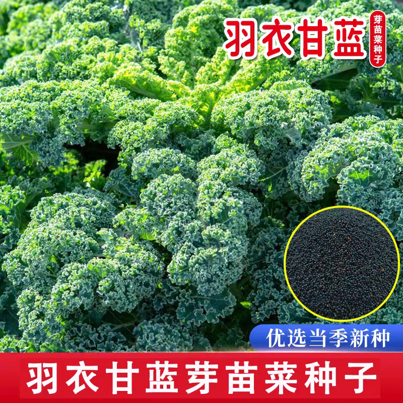 优质羽衣甘蓝芽苗种子水培无土栽培四季室内芽苗菜萝卜芝麻菜苜蓿