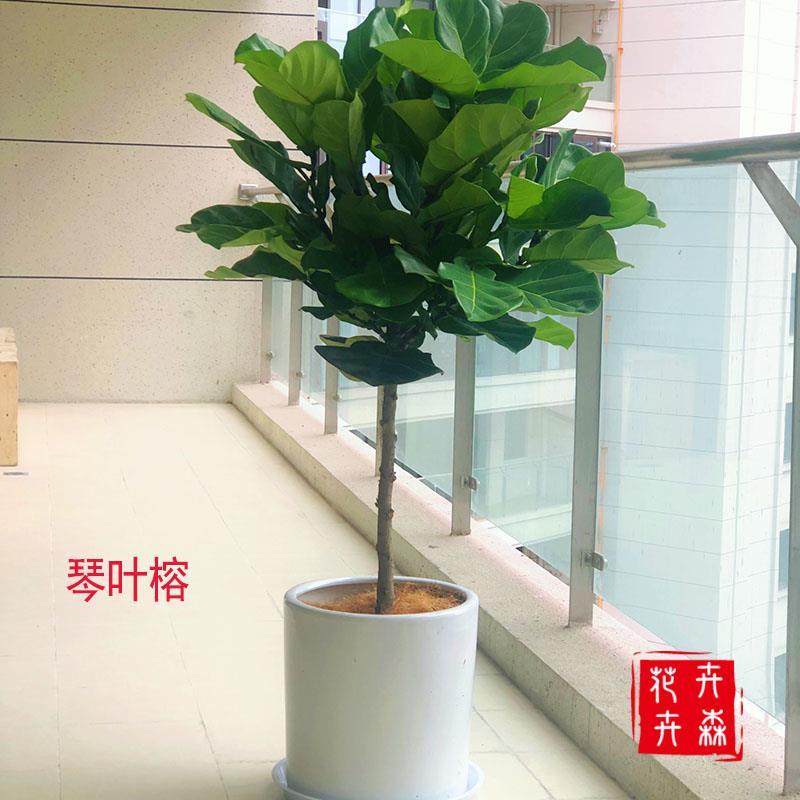 成都琴叶榕盆栽办公室内大型北欧风植物绿植客厅大叶四季常青花卉