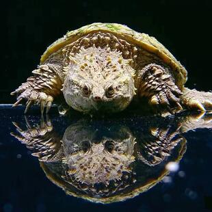 鳄龟野后爆刺纯佛凶猛霸气正宗佛鳄龟活体观赏龟