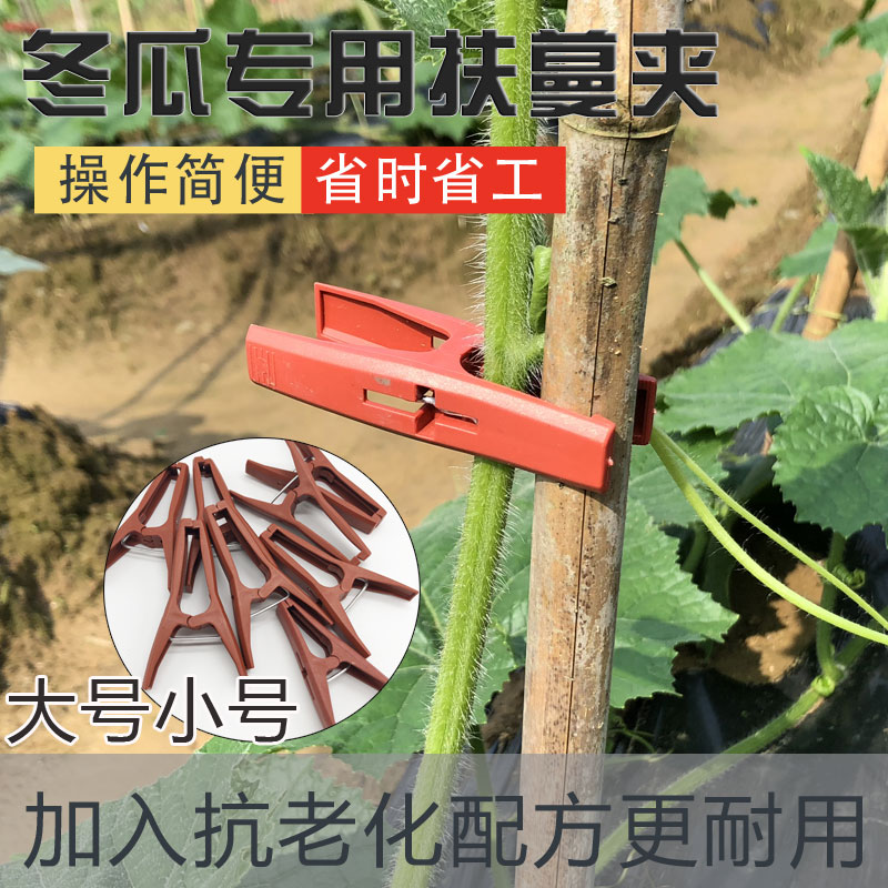 冬瓜夹子塑料夹苦瓜夹丝瓜园林夹植物绑枝扶蔓夹罗汉果固定夹子