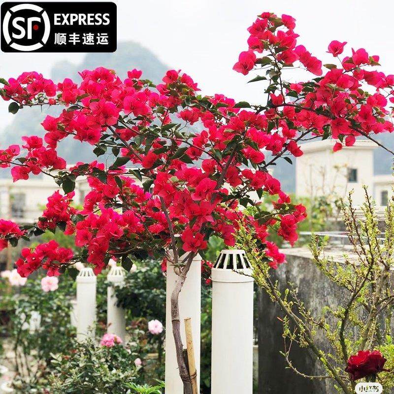 爬藤三角梅大苗高飘原生中国红高杆飘枝老桩室内盆栽庭院勤花耐热,鲜花速递/花卉仿真/绿植园艺,绣球/木绣球/木本植物,淘宝优惠券,粉丝福利购,淘宝优惠卷