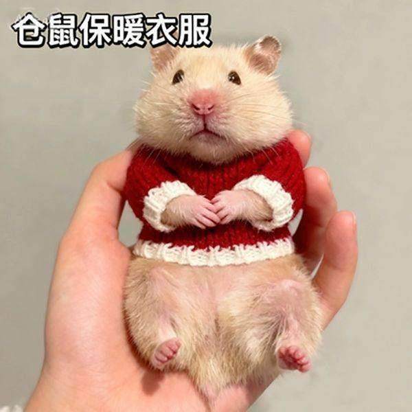 仓鼠冬天衣服仓鼠专用小衣服保暖可爱装饰宠物花枝鼠松鼠荷兰猪蜜,宠物/宠物食品及用品,玩具/造景装饰,淘宝优惠券,粉丝福利购,淘宝优惠卷