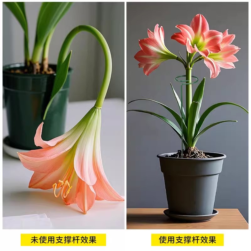 植物防倒伏支架铁艺绣球吊兰支撑杆园艺固定架爬藤花卉朱顶红花架