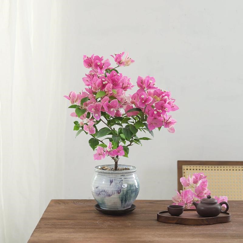 三角梅盆栽带花开花卉办公室内客厅绿植耐寒四季盆景老桩大型绿植