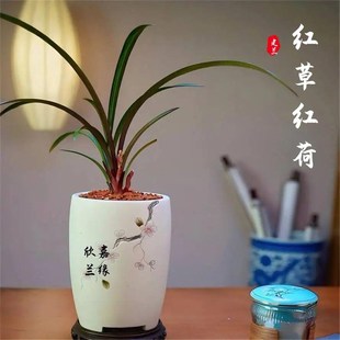 兰花苗四季建兰红草红荷浓香花卉室内茶桌办公室阳台Y好养绿植盆