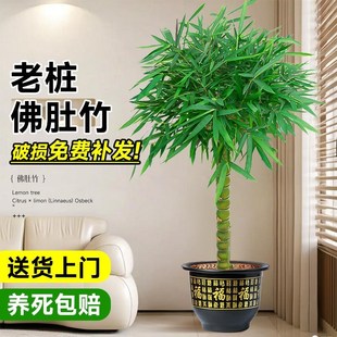 竹子盆栽佛肚竹老桩罗汉竹盆景绿植树苗室内外办公室庭院观赏植物