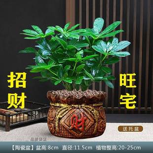 八方来财树七叶莲室内桌面盆栽适合放客厅绿植清单鸭脚木旺宅植物