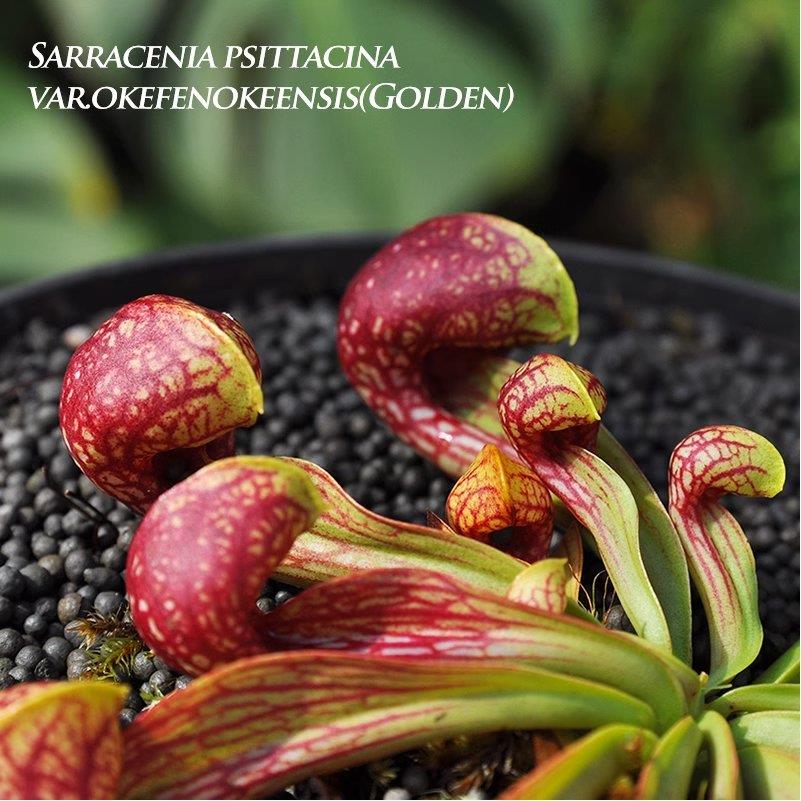 鹦鹉瓶子草小虫草堂食虫植物盆栽捕蝇草绿植趣味花园窗台水培驱蚊