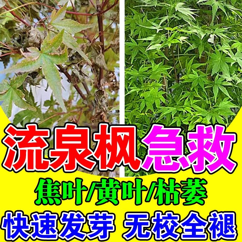 流泉枫营养液枫树红枫专用柳泉枫树叶变黄叶盆栽老桩土水培叶面肥