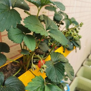 创意水管花盆室内阳台种菜机水土栽培养鱼养花绿萝花 PVC管道花架