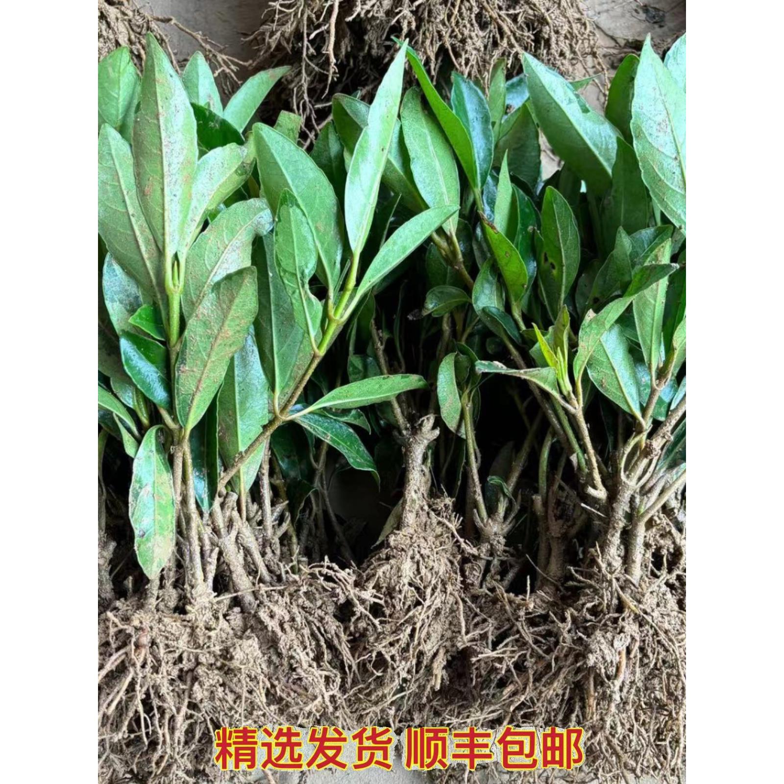 法国冬青树苗珊瑚树小苗大叶北海道冬青苗耐寒庭院常青灌木绿篱苗